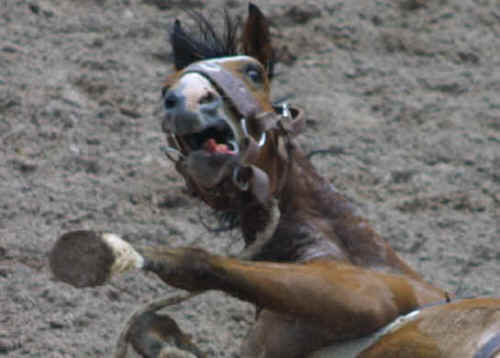SHARK rodeo horse bucking