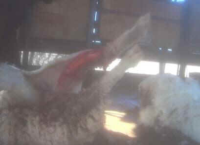sheep brutalized for wool
