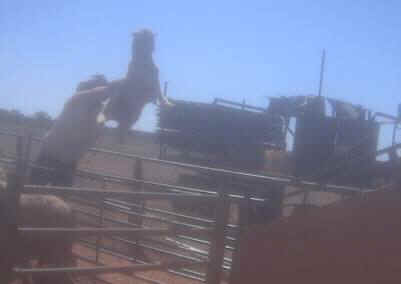 sheep brutalized for wool
