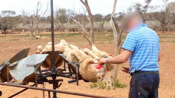 mulesing