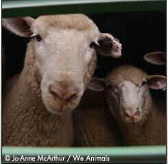 sheep lamb We Animals