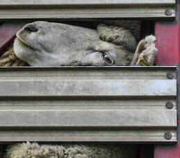 sheep mulesing wool transport