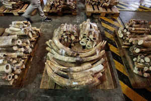elephant ivory