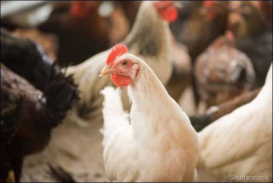 farmed chicken