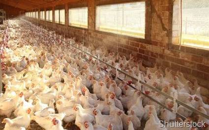 warehoused chickens
