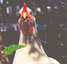 egg hens inhumane