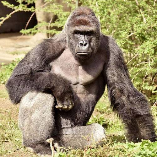 harambe gorilla