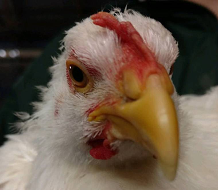 Chicken
