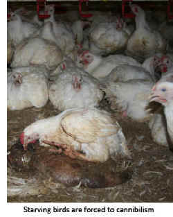chicken cruelty