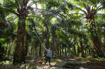 sustainable palm oil