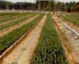 palm oil deforestation