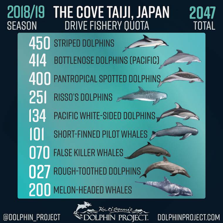 Taiji Cove Dolphins