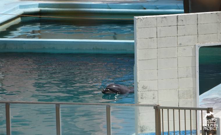 Dolphin Honey