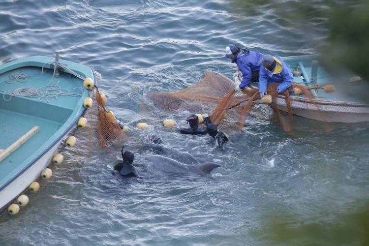 taiji dolphins
