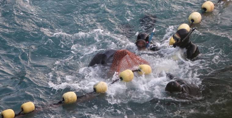 Taiji dolphin hunt