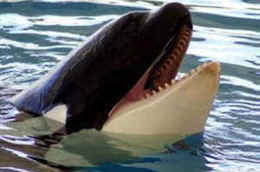 whale orca Seaworld Tillikum Blackfish