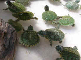 teenage mutant ninja turtles