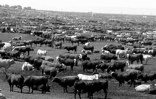 cattle lot