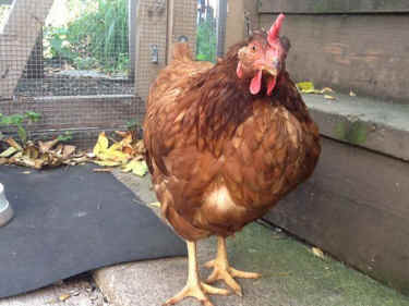 Bethany rescued hen