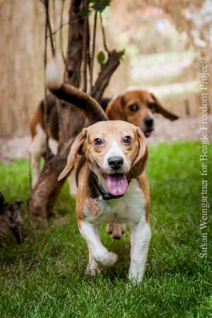beagle freedom vivisection