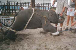 Ringling circus baby elephant