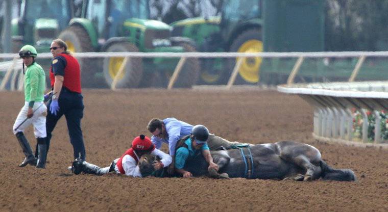 injured race horse