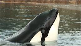 Tilikum