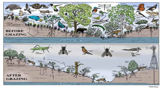 free-range sustainable overgrazing
