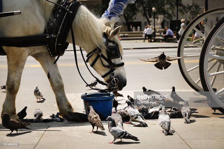carriage horse