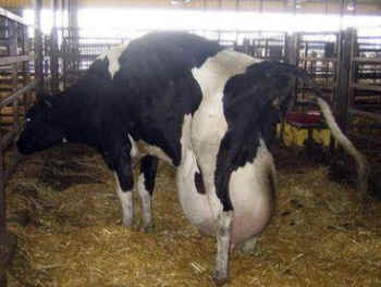 torture infanticide dairy calf cow