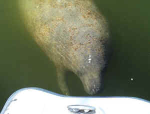 manatee Ilya