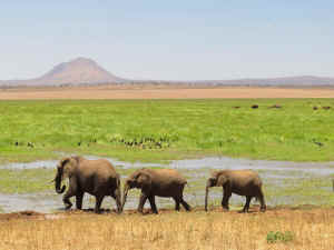 Tanzania wildlife Diane elephants