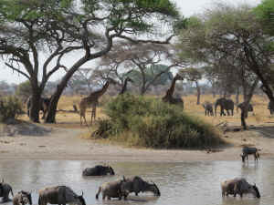 Tanzania wildlife Diane watering hole