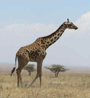 Tanzania wildlife Diane giraffe
