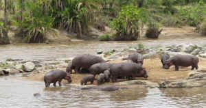 Tanzania wildlife Diane rhinos
