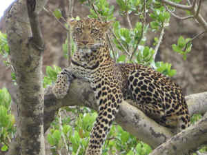 Tanzania wildlife Diane big cat