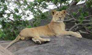 Tanzania wildlife Diane lion