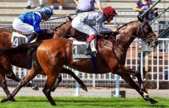 Helwan racehorse