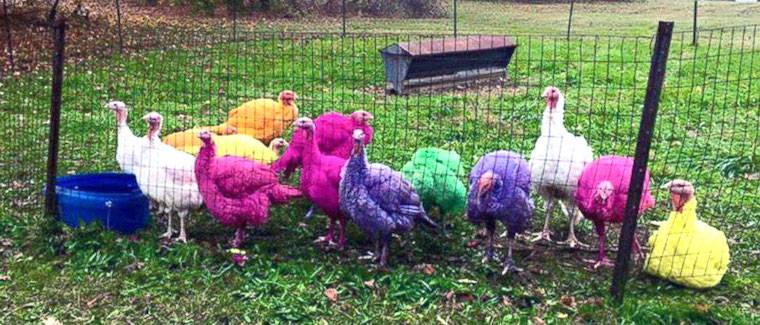 dyed turkeys