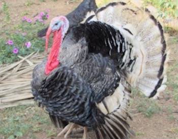 turkey