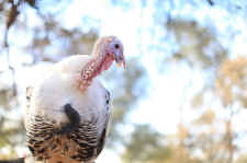 turkeys mood rngs