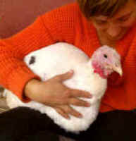 turkeys cuddling