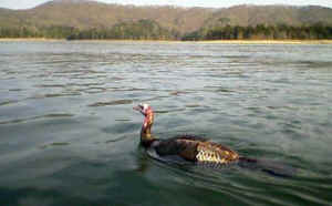 turkeys swim United Poultry Concerns