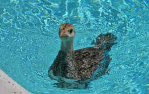 turkeys swim United Poultry Concerns