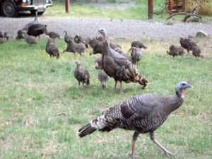 turkeys swim United Poultry Concerns