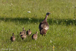 turkey poult Thanksgiving vegan