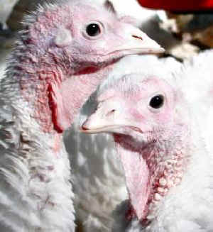 turkey poult Thanksgiving vegan