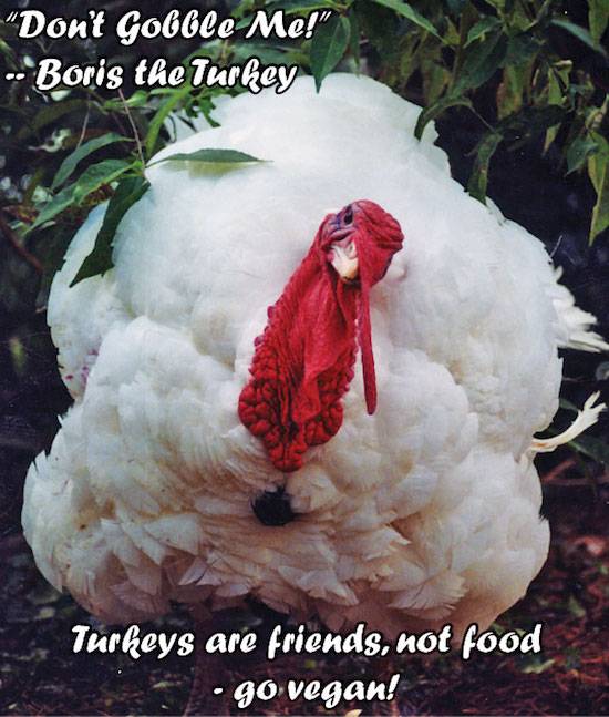 turkey Boris