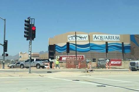 dolphin aquarium
