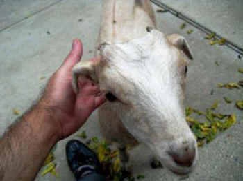 ultimate betrayal Hope Bohanec